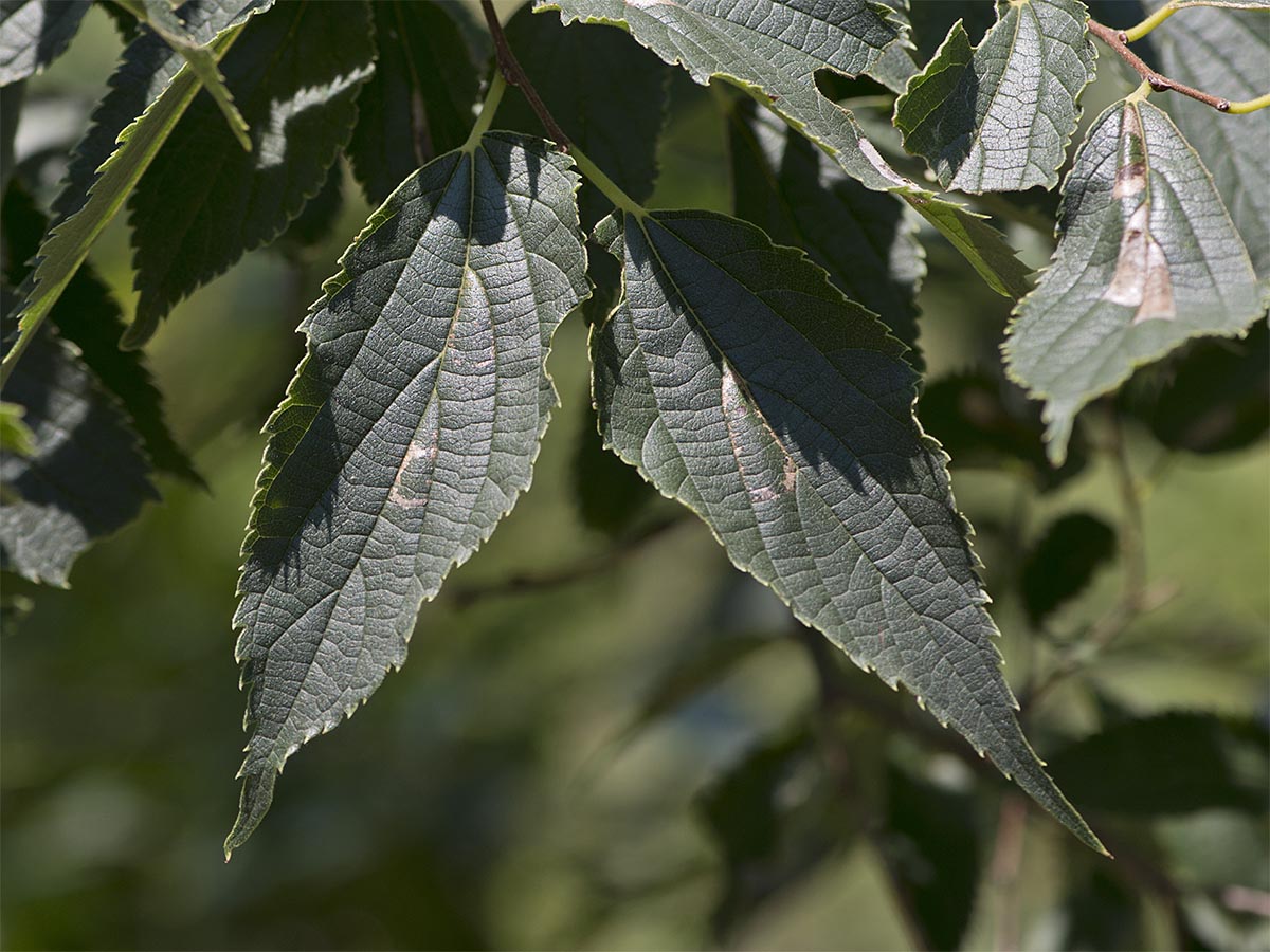 Celtis australis